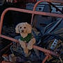 Sophie joined the competition — help win amazing prizes! animal, blurry, companion, cozy, curly_fur, cute, dark_background, dim_lighting, dog, furry, green_sweater, indoor, metal_frame, mystery, pet, resting, seated_dog, small_dog, steering_wheel, vehicle_interior