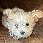 Bruno is registered to the contest to win money with this photo: puppy, dog, cute, fluffy, bandana, striped, floor, wooden_floor, pet, animal, small_dog, adorable, ears, fur, looking_up, indoors, domestic_animal, young_dog, canine, face