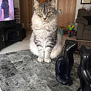 Pepper is registered to the contest to win money with this photo: cat, table, figurine, ceramic, marble, living_room, television, furniture, tricycle, carpet, door, wooden_door, indoor, pet, animal, portrait, domestic, curious, sitting, decor