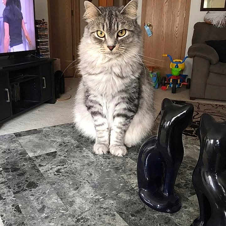 Pepper is registered to the contest to win money with this photo: cat, table, figurine, ceramic, marble, living_room, television, furniture, tricycle, carpet, door, wooden_door, indoor, pet, animal, portrait, domestic, curious, sitting, decor