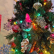 Luna joined the competition — help win amazing prizes! cat, tabby_cat, christmas_tree, christmas_lights, ornaments, snowflake_decorations, ribbons, holiday, festive, indoor, decorations, greenery, playful, cute, pet, tree_branches, colorful_lights, closeup, curious, holiday_spirit