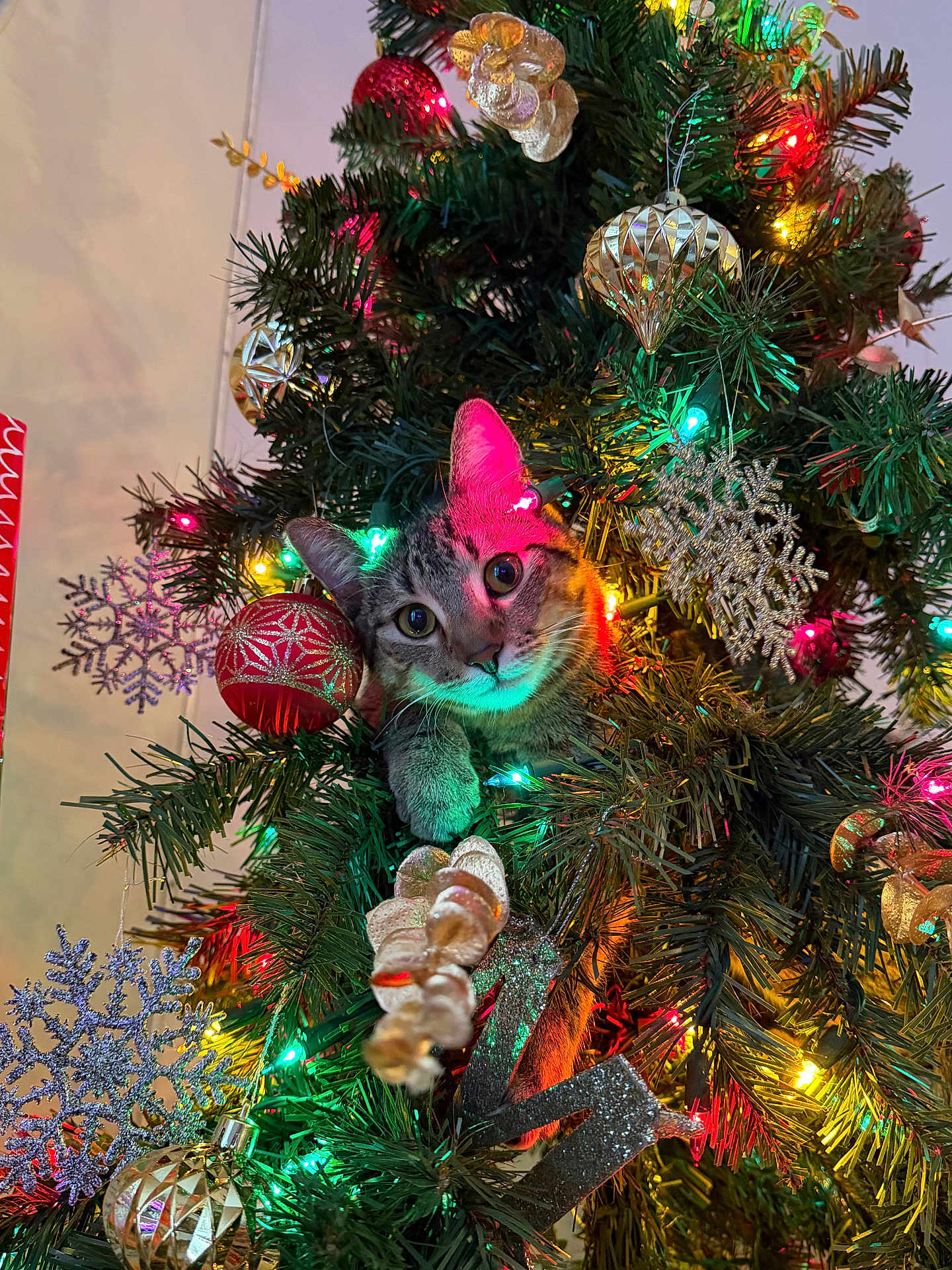 Luna joined the competition — help win amazing prizes! cat, tabby_cat, christmas_tree, christmas_lights, ornaments, snowflake_decorations, ribbons, holiday, festive, indoor, decorations, greenery, playful, cute, pet, tree_branches, colorful_lights, closeup, curious, holiday_spirit