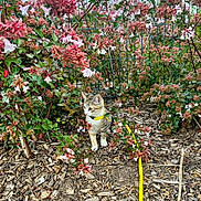 Yzra a rejoint le concours — aidez-le/la à gagner de superbes lots ! kitten, cat, yellow_harness, leash, flowers, pink_flowers, white_flowers, garden, wood_chips, outdoor, nature, green_leaves, fence, curious, small_animal, pet, young_cat, plant, spring, exploring