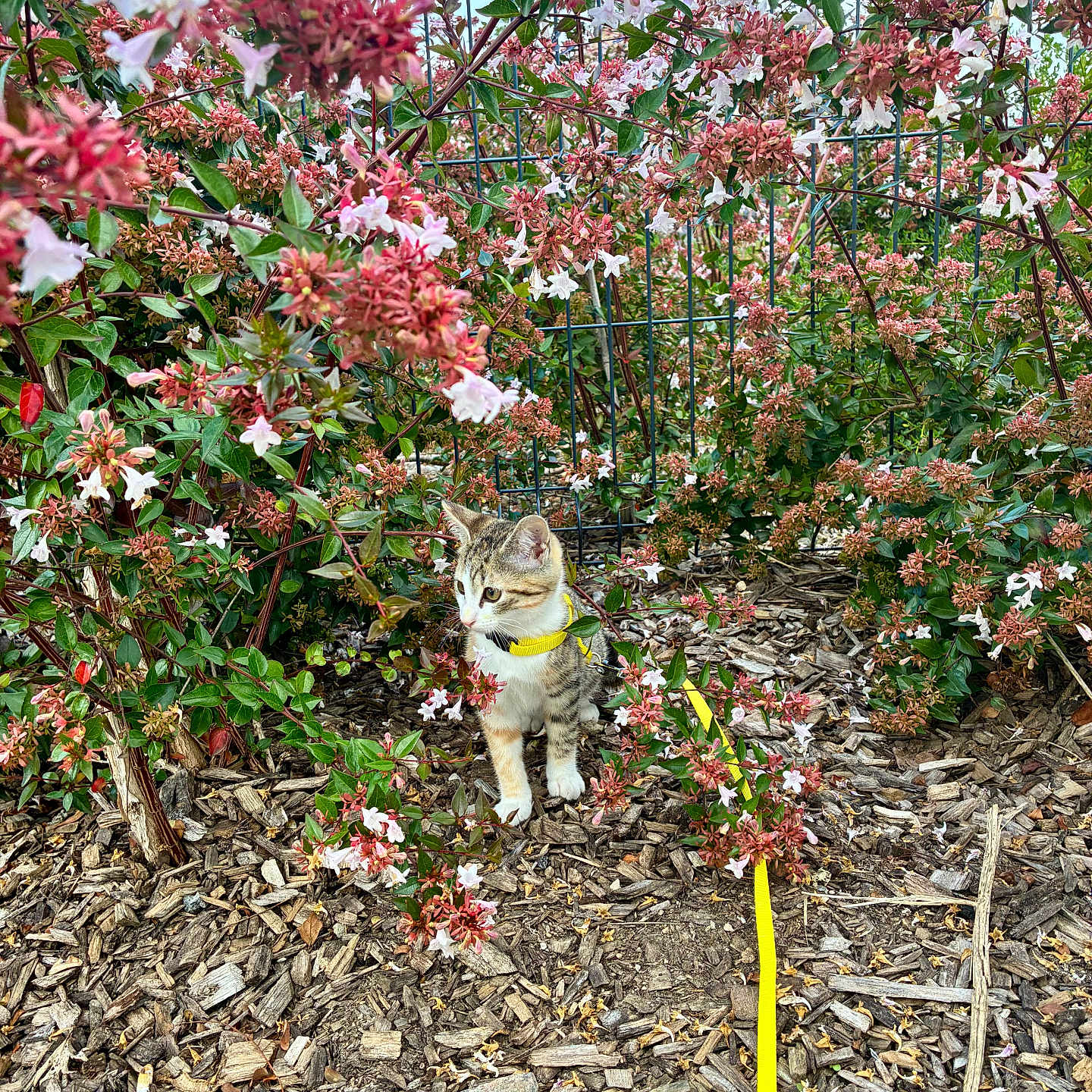 Yzra a rejoint le concours — aidez-le/la à gagner de superbes lots ! cat, curious, exploring, fence, flowers, garden, green_leaves, kitten, leash, nature, outdoor, pet, pink_flowers, plant, small_animal, spring, white_flowers, wood_chips, yellow_harness, young_cat