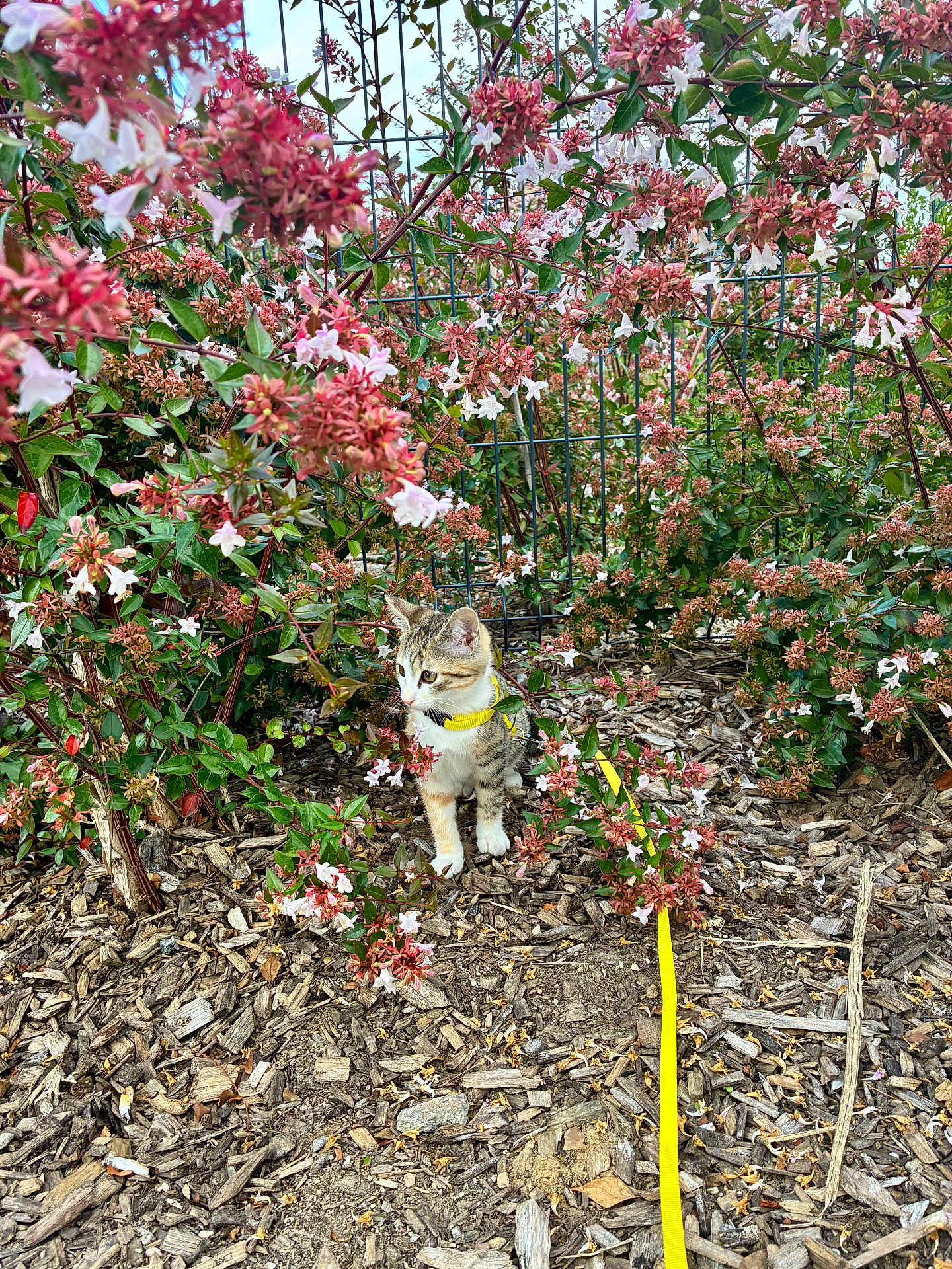 Yzra a rejoint le concours — aidez-le/la à gagner de superbes lots ! kitten, cat, yellow_harness, leash, flowers, pink_flowers, white_flowers, garden, wood_chips, outdoor, nature, green_leaves, fence, curious, small_animal, pet, young_cat, plant, spring, exploring