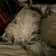 Pop Corn a rejoint le concours — aidez-le/la à gagner de superbes lots ! cat, fluffy, long_hair, gray_fur, lying_down, upside_down, belly_up, paws, tail, whiskers, eyes, pet, bed, bedroom, chair, indoors, furniture, relaxed, funny_pose, low_light