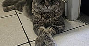 Pop Corn a rejoint le concours — aidez-le/la à gagner de superbes lots ! cat, fluffy, gray_cat, long_hair, feline, pet, animal, portrait, sitting, lying_down, crossed_paws, whiskers, pointed_ears, green_eyes, indoors, tile_floor, hallway, doorway, home, photography