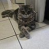 cat, fluffy, gray_cat, long_hair, feline, pet, animal, portrait, sitting, lying_down, crossed_paws, whiskers, pointed_ears, green_eyes, indoors, tile_floor, hallway, doorway, home, photography