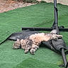 Pop Corn participe au concours pour gagner de l'argent avec cette photo : cat, cats, feline, sleeping,  lounging, fluffy, fur, gray_cat, orange_cat, pet, animal, outdoor, artificial_grass, trampoline, mat, relaxed, napping, belly_up, garden, wall