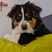 Aura a rejoint le concours — aidez-le/la à gagner de superbes lots ! dog, tricolor, pet, animal, lying_down, blanket, green, fur, ears, nose, eyes, indoor, bedroom, decor, dragonfly, cute, portrait, resting, fluffy, closeup