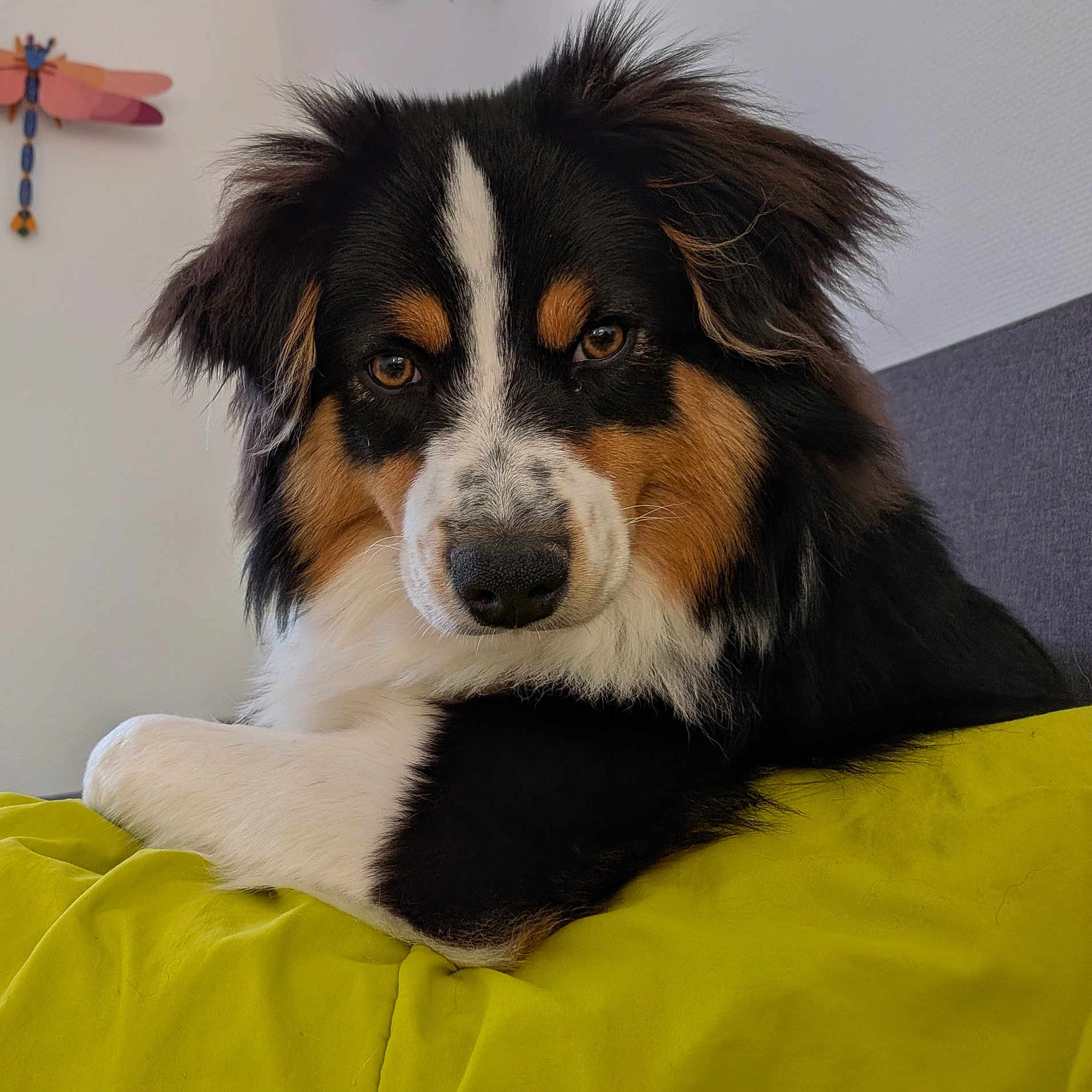 Aura a rejoint le concours — aidez-le/la à gagner de superbes lots ! dog, tricolor, pet, animal, lying_down, blanket, green, fur, ears, nose, eyes, indoor, bedroom, decor, dragonfly, cute, portrait, resting, fluffy, closeup