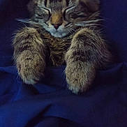 Lydia joined the competition — help win amazing prizes! kitten, cat, tabby, sleeping, paws, fur, whiskers, cozy, blanket, indoor, cute, pet, animal, resting, closeup, feline, adorable, snuggled, peaceful, soft