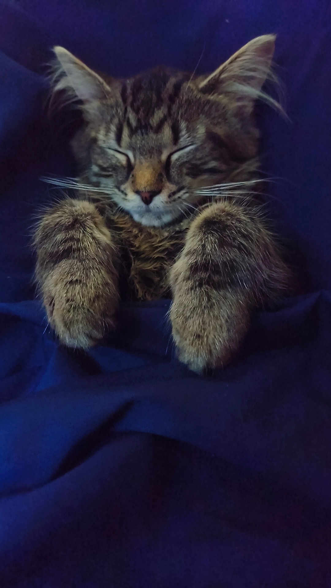 Lydia joined the competition — help win amazing prizes! kitten, cat, tabby, sleeping, paws, fur, whiskers, cozy, blanket, indoor, cute, pet, animal, resting, closeup, feline, adorable, snuggled, peaceful, soft