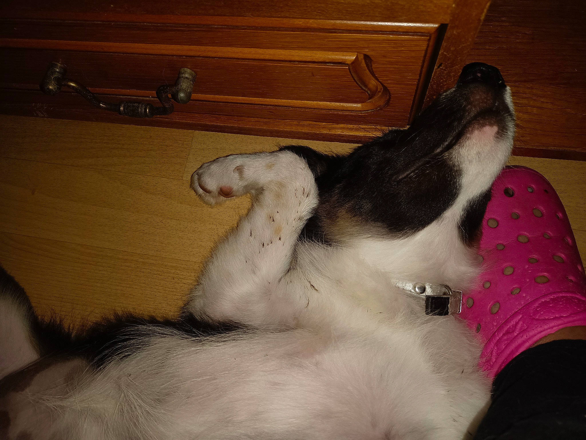 Pricesa a rejoint le concours — aidez-le/la à gagner de superbes lots ! canidae, carnivore, comfort, companion_dog, dog, dog_breed, ear, fawn, foot, fur, nap, non_sporting_group, paw, pet_supply, snout, sporting_group, tail, whiskers, wood, working_animal