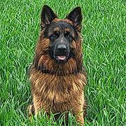 Marlon a rejoint le concours — aidez-le/la à gagner de superbes lots ! dog, german_shepherd, animal, pet, grass, field, outdoor, nature, fur, ears, tongue, canine, muzzle, sitting, alert, green, summer, portrait, daylight, cute