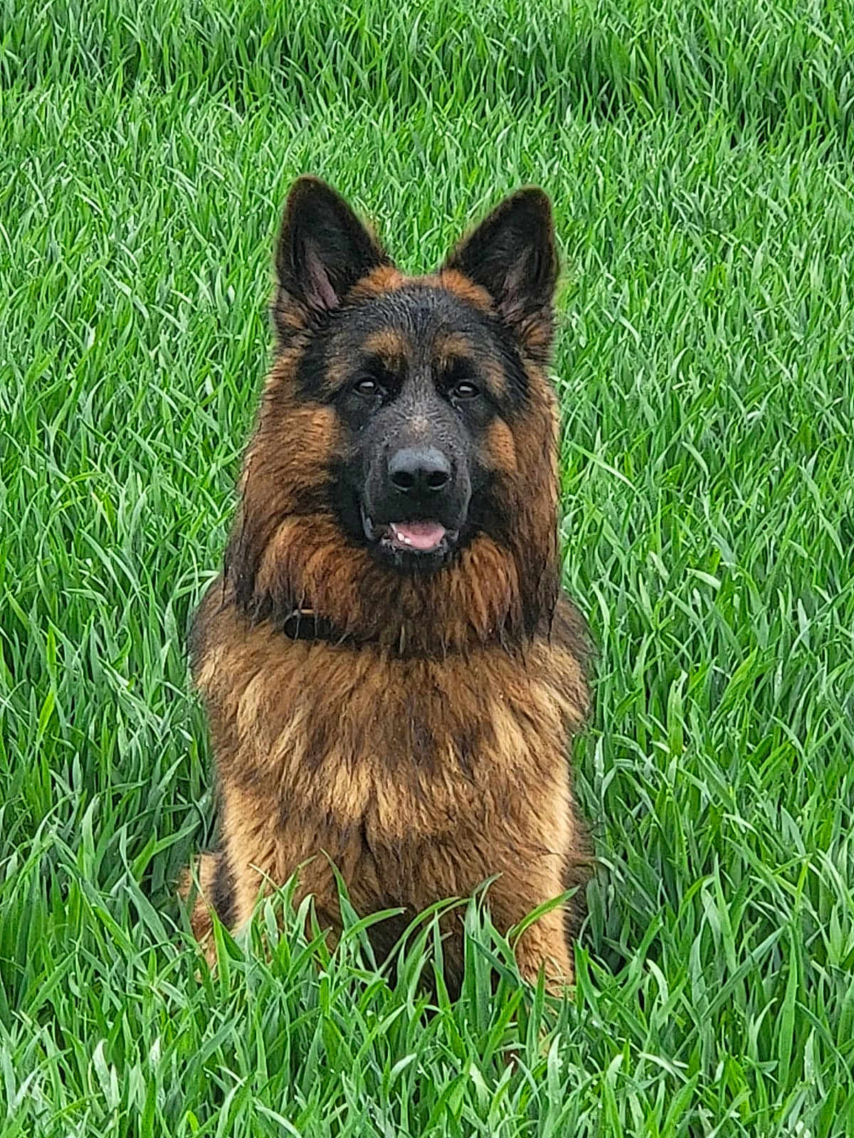 Marlon a rejoint le concours — aidez-le/la à gagner de superbes lots ! dog, german_shepherd, animal, pet, grass, field, outdoor, nature, fur, ears, tongue, canine, muzzle, sitting, alert, green, summer, portrait, daylight, cute