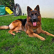 Marlon a rejoint le concours — aidez-le/la à gagner de superbes lots ! animal, canine, collar, dog, domestic_animal, ears, fur, garden, german_shepherd, grass, greenery, happy, lying_down, muzzle, nature, outdoor, pet, relaxed, tongue_out, yard