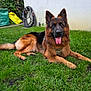 dog, german_shepherd, grass, outdoor, pet, animal, canine, tongue_out, happy, relaxed, garden, yard, greenery, fur, ears, collar, muzzle, lying_down, nature, domestic_animal