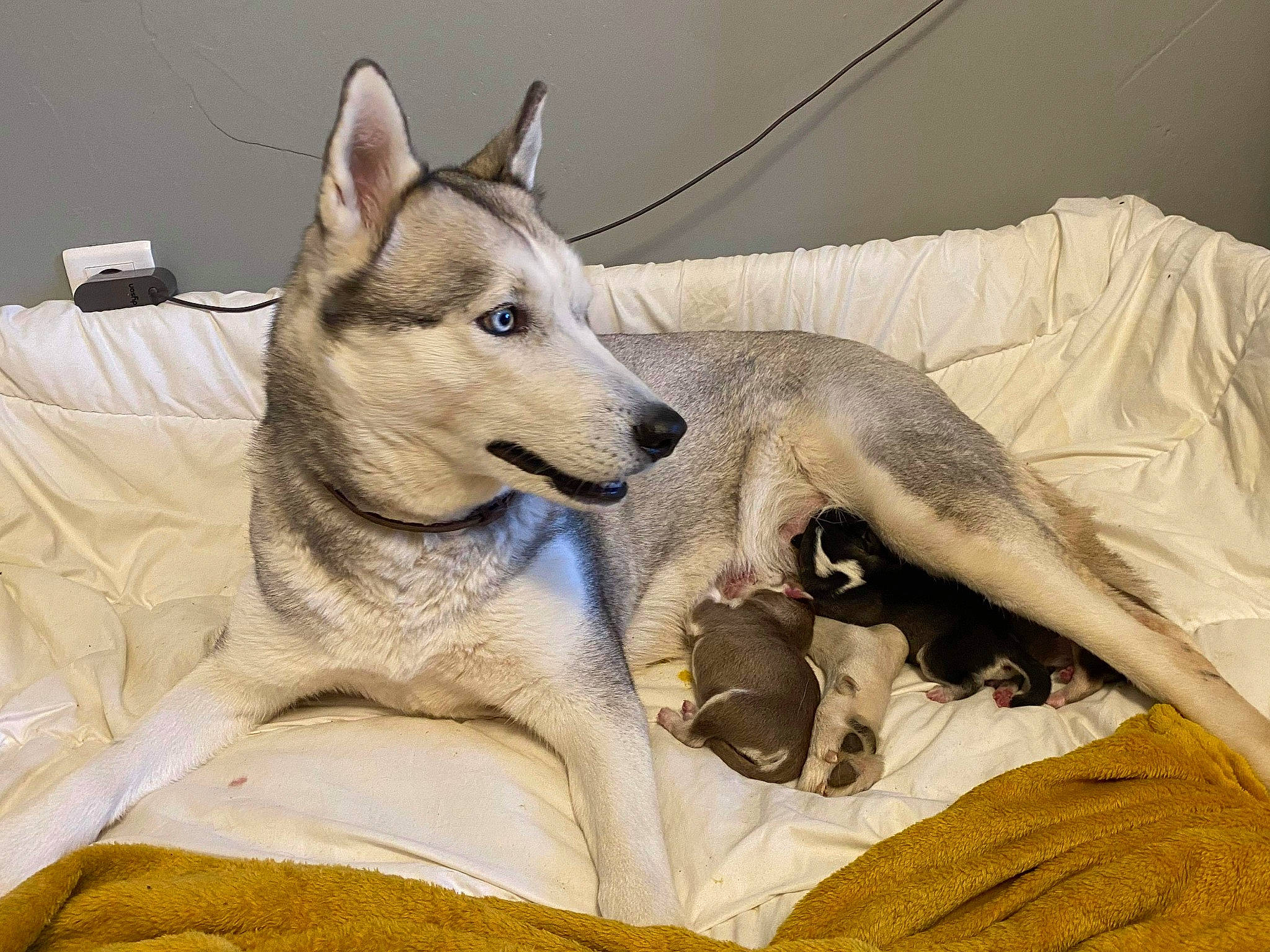 Naya a rejoint le concours — aidez-le/la à gagner de superbes lots ! ancient_dog_breeds, canidae, canis, carnivore, comfort, companion_dog, dog, dog_breed, fawn, fur, jaw, non_sporting_group, paw, small_to_medium_sized_cats, snout, sporting_group, terrestrial_animal, whiskers, wildlife, working_animal