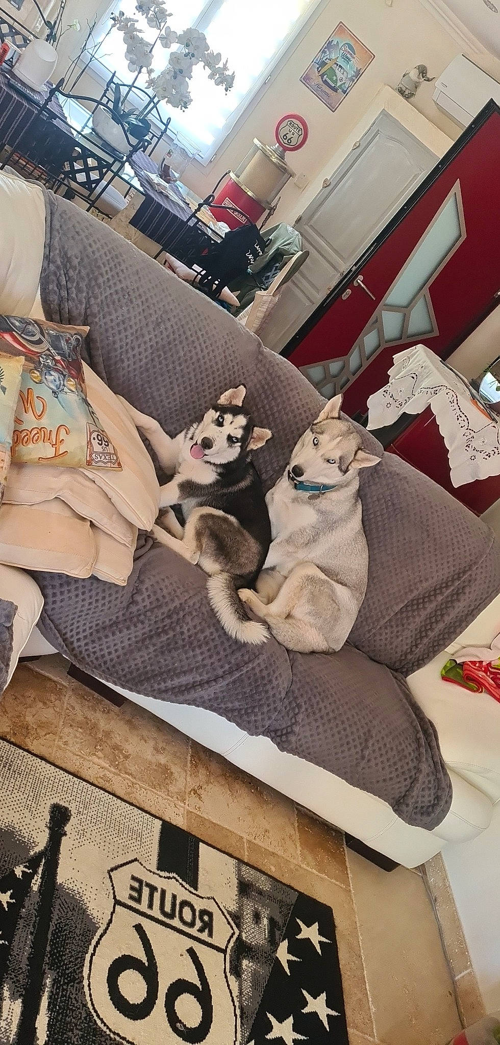 Naya participe au concours pour gagner de l'argent avec cette photo : carnivore, comfort, companion_dog, couch, dog, dog_supply, fawn, felidae, flooring, fur, interior_design, linens, living_room, pattern, room, stuffed_toy, textile, thigh, toy, wood