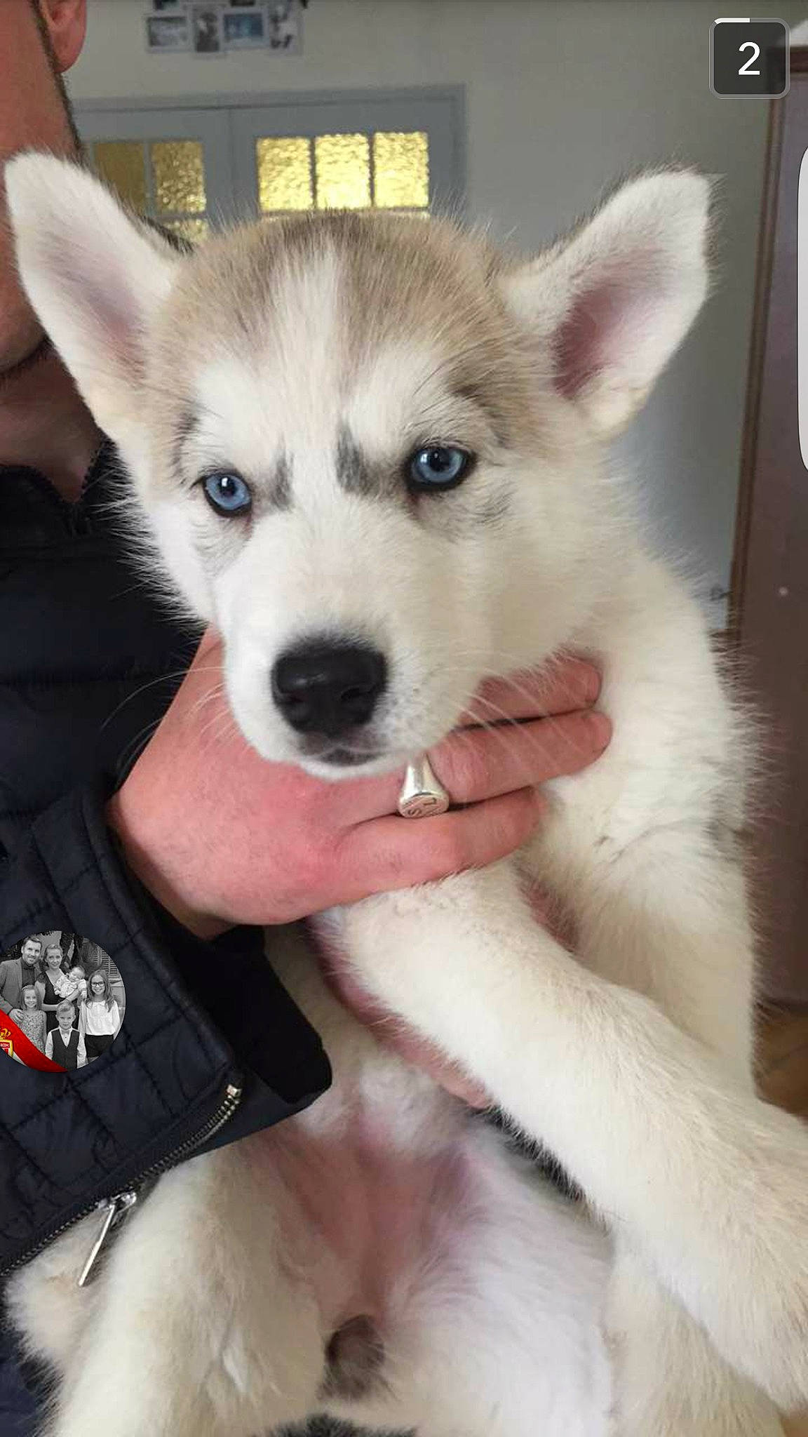 Naya a rejoint le concours — aidez-le/la à gagner de superbes lots ! ancient_dog_breeds, canidae, canis, carnivore, companion_dog, dog, dog_breed, eyelash, fawn, fur, jaw, non_sporting_group, siberian_husky, sled_dog, snout, sporting_group, terrestrial_animal, whiskers, working_animal, working_dog