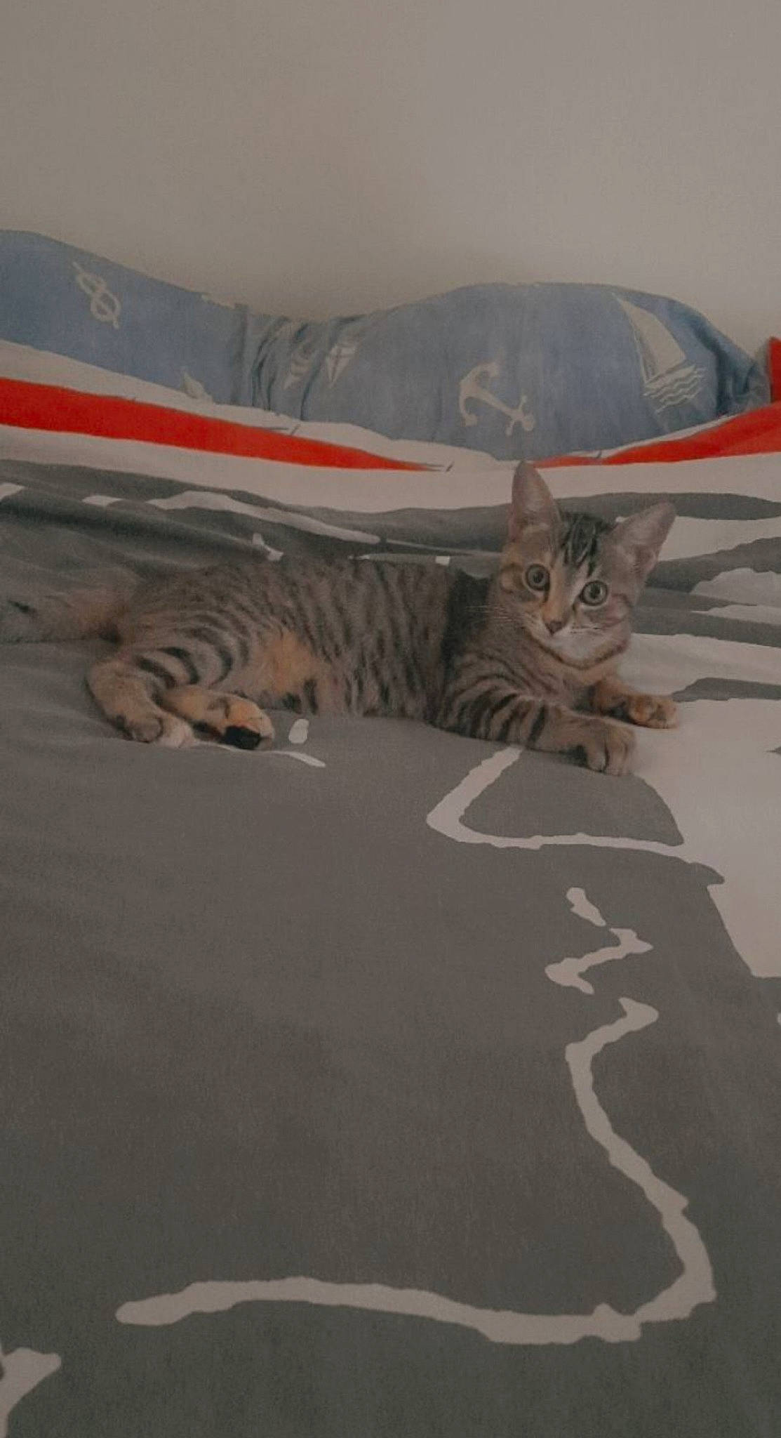 Talia a rejoint le concours — aidez-le/la à gagner de superbes lots ! air_travel, aircraft, airline, art, asphalt, automotive_tire, aviation, carmine, carnivore, cat, felidae, flap, font, road, road_surface, sky, small_to_medium_sized_cats, tail, whiskers, wing