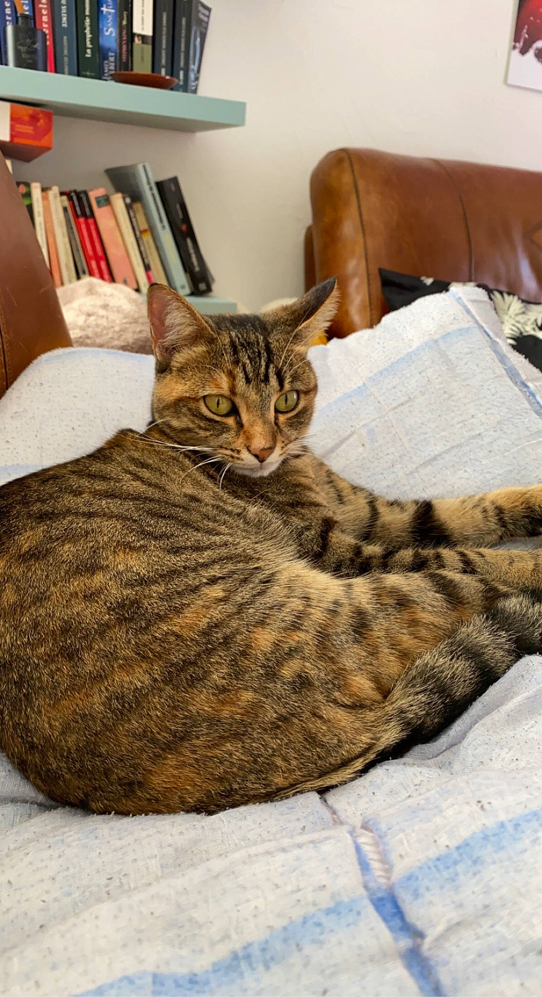 Talia participe au concours pour gagner de l'argent avec cette photo : bookcase, carnivore, cat, cat_supply, comfort, domestic_short_haired_cat, felidae, fur, linens, room, shelf, sitting, small_to_medium_sized_cats, terrestrial_animal, whiskers