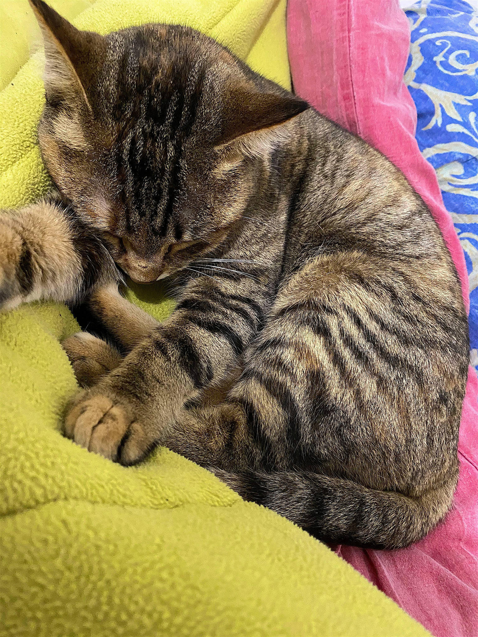 Talia participe au concours pour gagner de l'argent avec cette photo : carnivore, cat, claw, comfort, domestic_short_haired_cat, felidae, fur, grey, nap, pattern, paw, sleep, small_to_medium_sized_cats, snout, tail, terrestrial_animal, whiskers