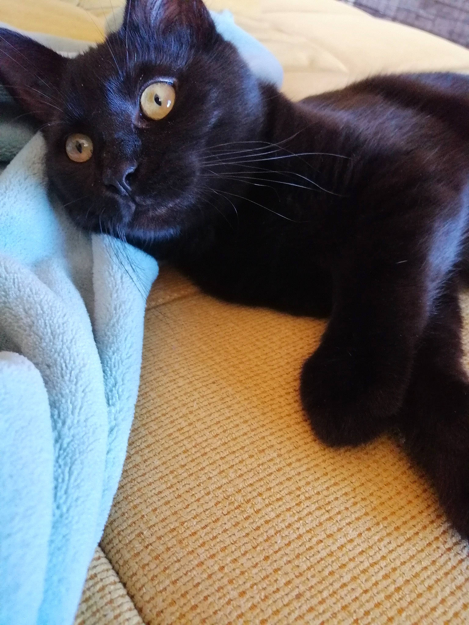 Smaug a rejoint le concours — aidez-le/la à gagner de superbes lots ! black_cat, bombay, carnivore, cat, cat_supply, claw, comfort, domestic_short_haired_cat, electric_blue, felidae, foot, fur, nap, paw, sitting, small_to_medium_sized_cats, tail, terrestrial_animal, whiskers