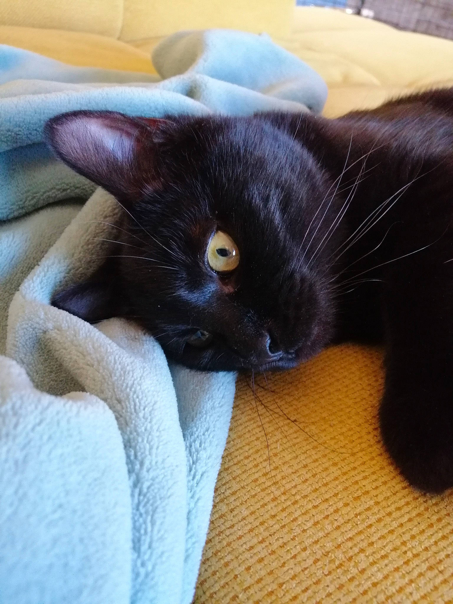 Smaug a rejoint le concours — aidez-le/la à gagner de superbes lots ! black_cat, bombay, carnivore, cat, claw, comfort, domestic_short_haired_cat, electric_blue, felidae, foot, fur, grey, human_leg, leg, nap, paw, small_to_medium_sized_cats, snout, tail, whiskers