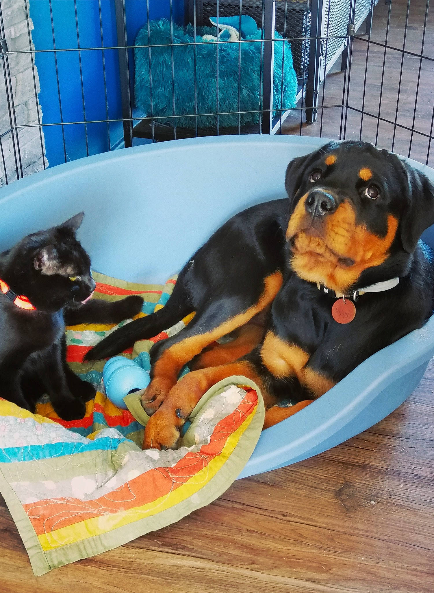 Sigrun a rejoint le concours — aidez-le/la à gagner de superbes lots ! blue, canidae, carnivore, cat, cat_supply, comfort, companion_dog, dog, dog_breed, dog_supply, felidae, guard_dog, hound, mammal, pet_supply, pinscher, small_to_medium_sized_cats, sporting_group, vertebrate, working_animal