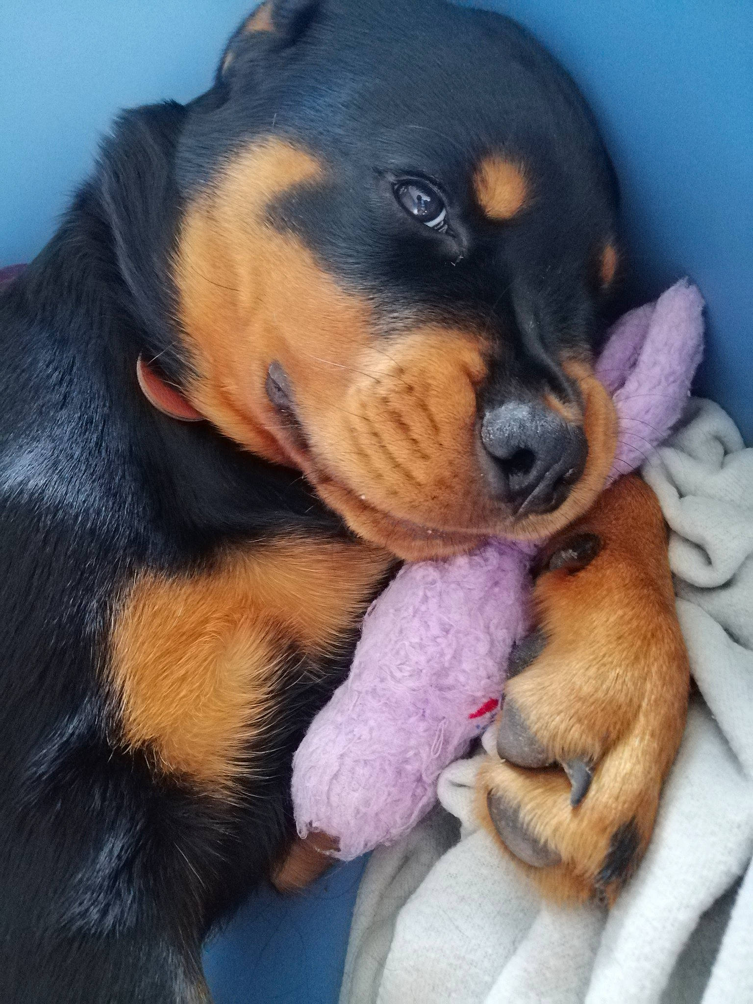 Sigrun a rejoint le concours — aidez-le/la à gagner de superbes lots ! beaglier, canidae, carnivore, comfort, companion_dog, dog, dog_breed, fur, guard_dog, mammal, paw, rottweiler, sharing, snout, sporting_group, terrestrial_animal, vertebrate, whiskers, working_animal, working_dog