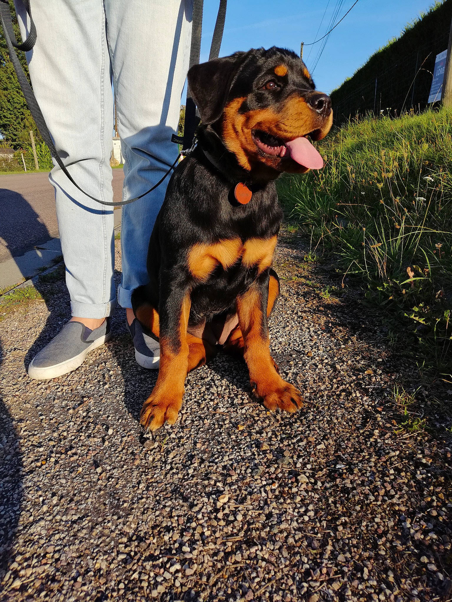 Sigrun a rejoint le concours — aidez-le/la à gagner de superbes lots ! adventure, asphalt, canidae, carnivore, collar, companion_dog, dog, dog_breed, electric_blue, foot, grass, guard_dog, landscape, leash, paw, plant, sky, snout, working_animal, working_dog