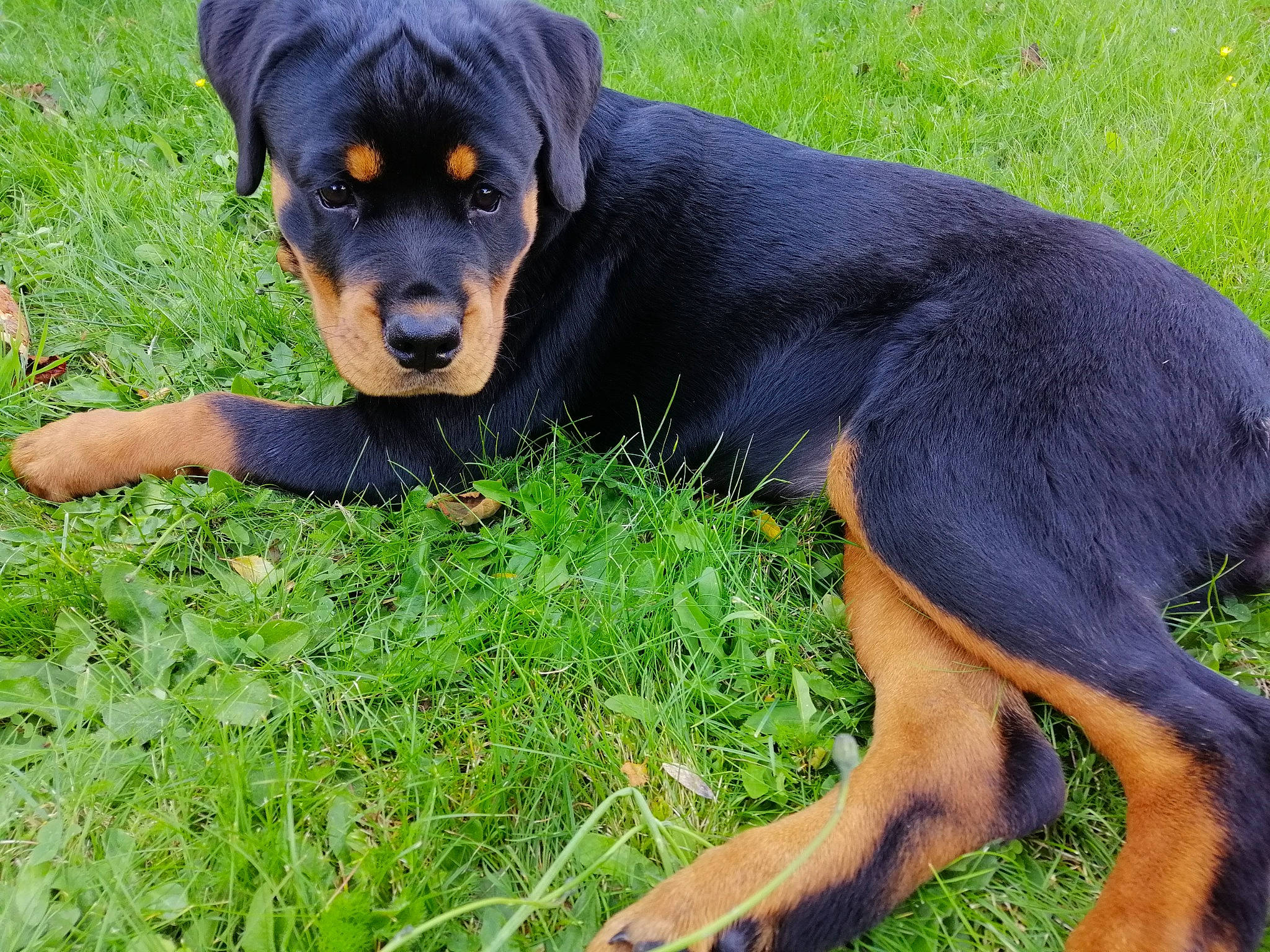 Sigrun a rejoint le concours — aidez-le/la à gagner de superbes lots ! austrian_black_and_tan_hound, beaglier, canidae, carnivore, companion_dog, dog, dog_breed, grass, guard_dog, hound, hunting_dog, rottweiler, sporting_group, terrestrial_animal, working_animal, working_dog