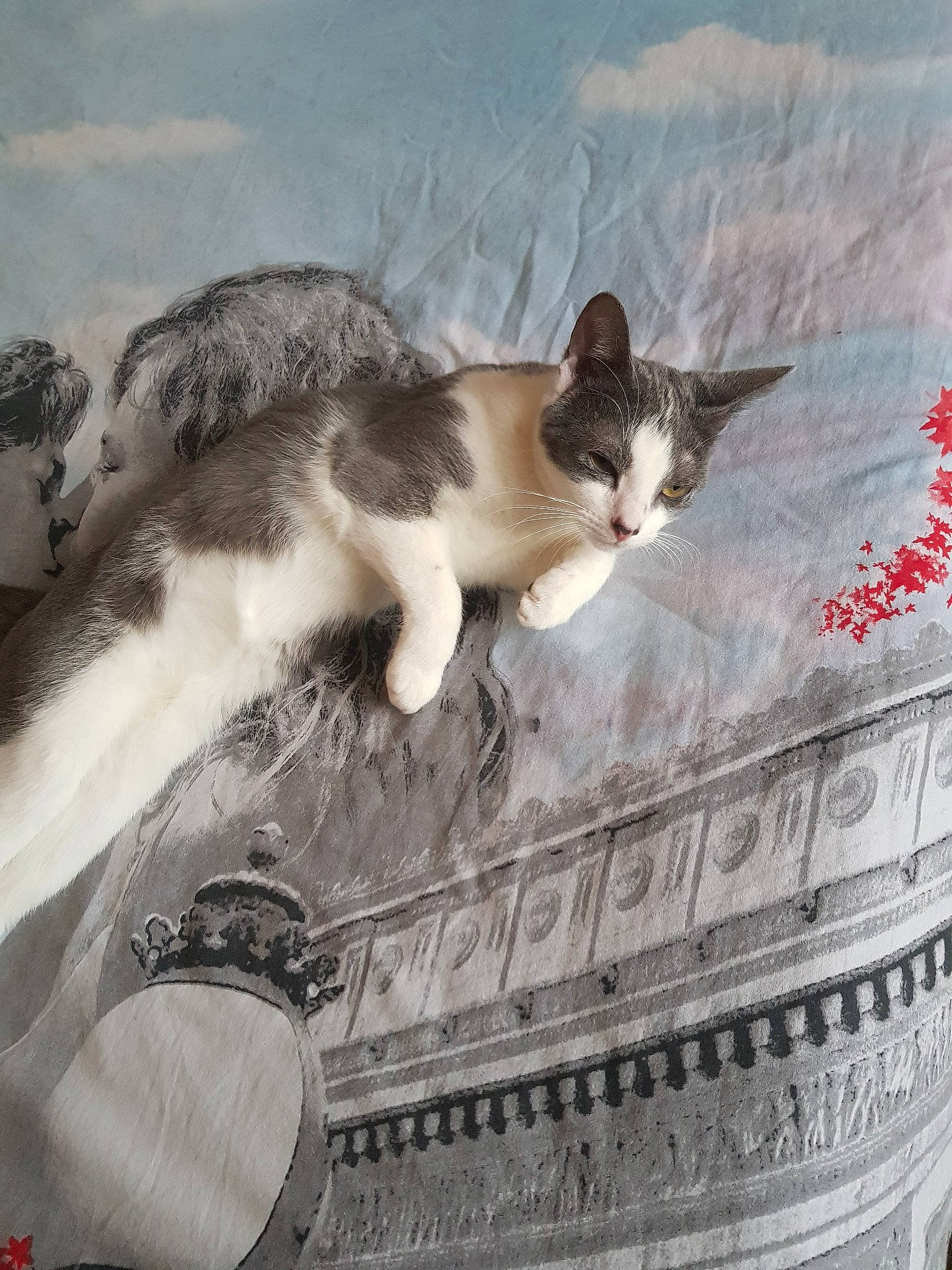 Nayah a rejoint le concours — aidez-le/la à gagner de superbes lots ! aegean_cat, american_wirehair, asian, carnivore, cat, domestic_short_haired_cat, european_shorthair, felidae, kitten, norwegian_forest_cat, polydactyl_cat, small_to_medium_sized_cats, tail, whiskers