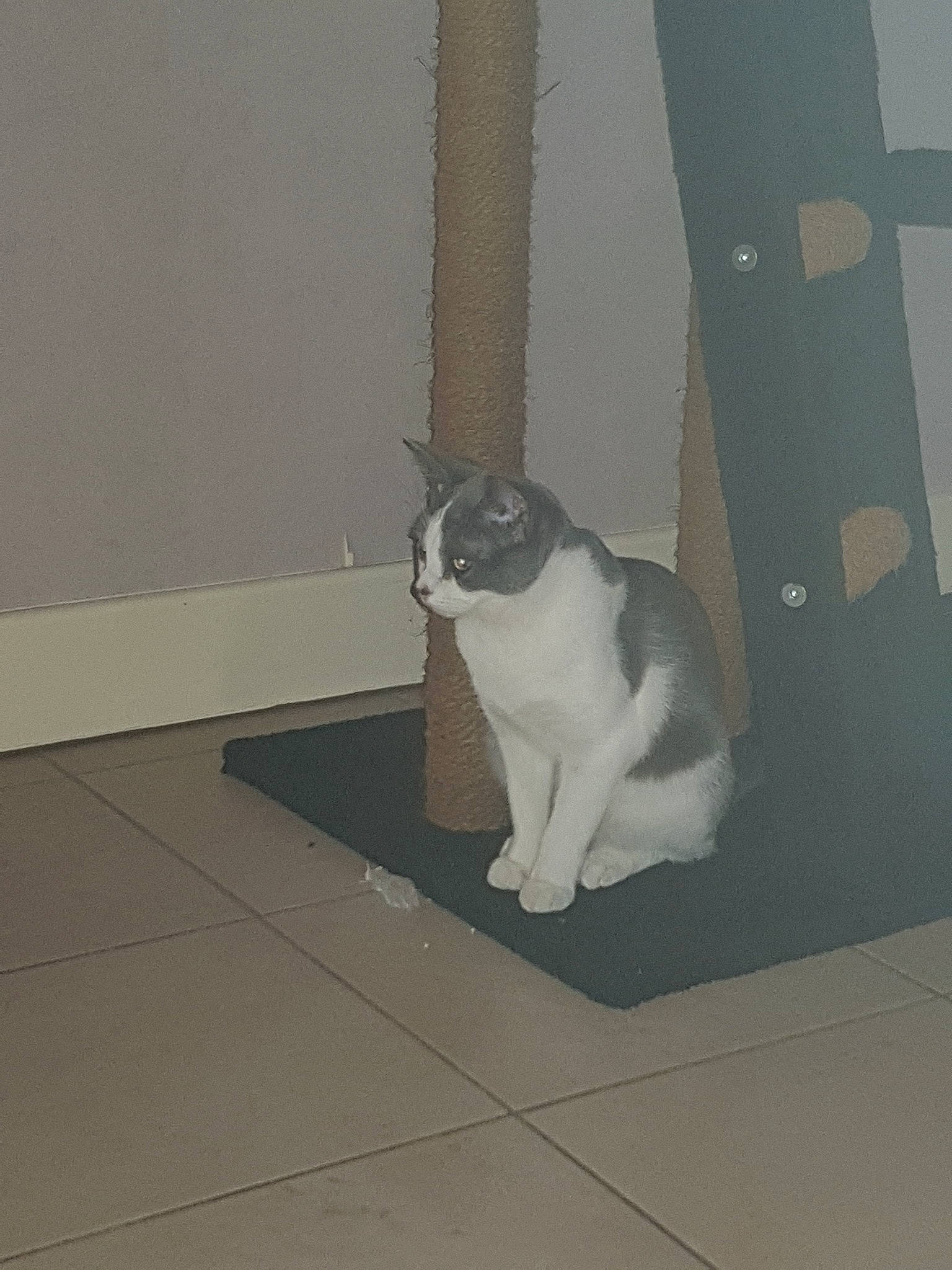 Nayah a rejoint le concours — aidez-le/la à gagner de superbes lots ! carnivore, cat, domestic_short_haired_cat, fawn, felidae, floor, fur, kitten, leg, polydactyl_cat, room, small_to_medium_sized_cats, snout, tail, whiskers, white, window