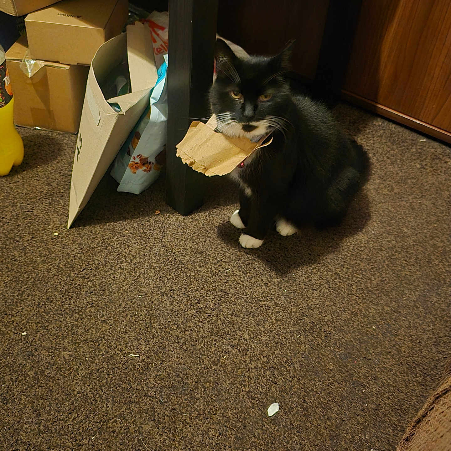 Mittens is registered to the contest to win money with this photo: accessories, animal, bag, box, cardboard, carton, cat, closet, cupboard, drawer, furniture, handbag, hardwood, indoors, kitten, manx, pet, plywood, shelf, wood