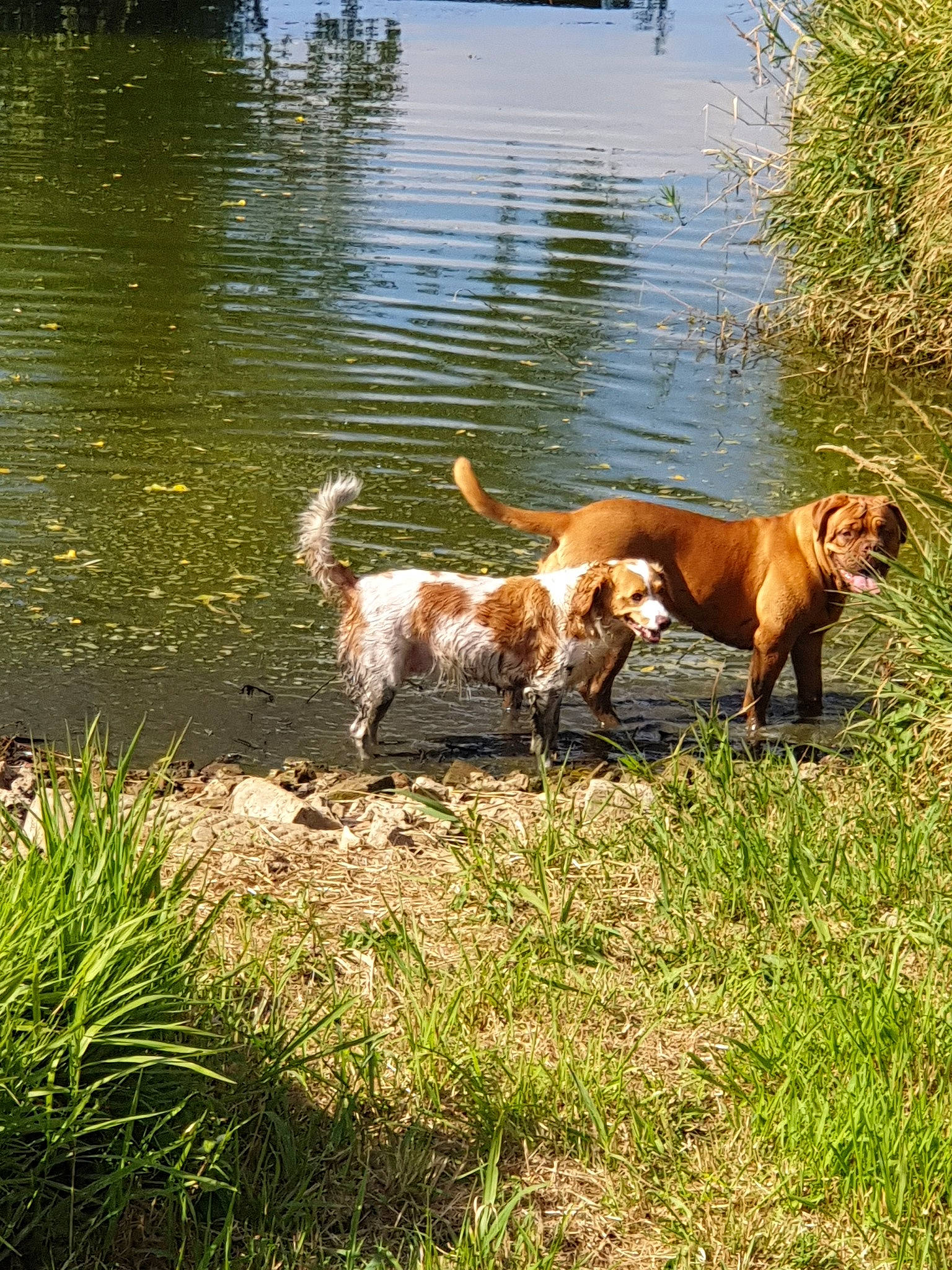 Xéna a rejoint le concours — aidez-le/la à gagner de superbes lots ! bank, canidae, carnivore, companion_dog, dog, dog_breed, grass, hunting_dog, mammal, play, pond, sporting_group, vertebrate, watercourse