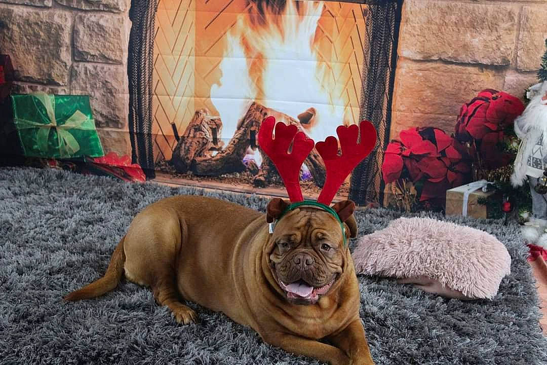 Xéna a rejoint le concours — aidez-le/la à gagner de superbes lots ! bulldog, canidae, carnivore, companion_dog, dog, dog_breed, fawn, fire, fireplace, flame, guard_dog, hearth, heat, old_english_bulldog, ori_pei, shar_pei, snout, sporting_group, toy_dog, wrinkle