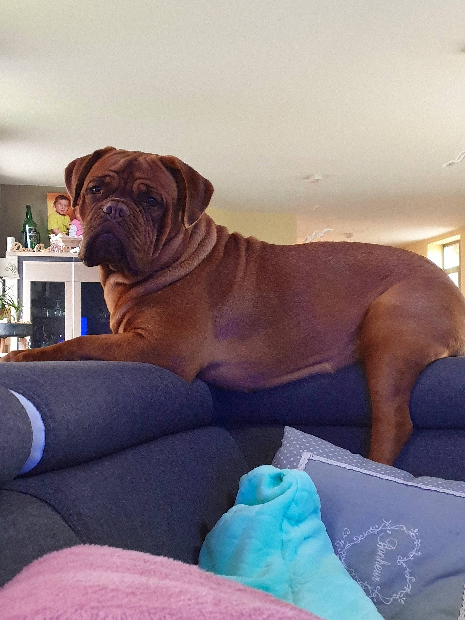 Xéna a rejoint le concours — aidez-le/la à gagner de superbes lots ! boerboel, bullmastiff, canidae, carnivore, companion_dog, dog, dog_breed, dogue_de_bordeaux, english_mastiff, fawn, guard_dog, korean_mastiff, mammal, molosser, non_sporting_group, skin, sporting_group, vertebrate, working_dog, wrinkle