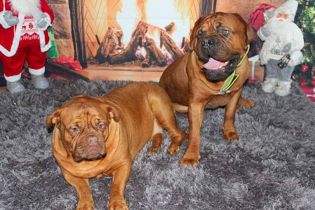 Hadès a rejoint le concours — aidez-le/la à gagner de superbes lots ! canidae, carnivore, christmas, collar, companion_dog, dog, dog_breed, dog_supply, dogue_de_bordeaux, fawn, liver, mammal, old_english_bulldog, pet_supply, santa_claus, skin, snout, sporting_group, working_animal, wrinkle