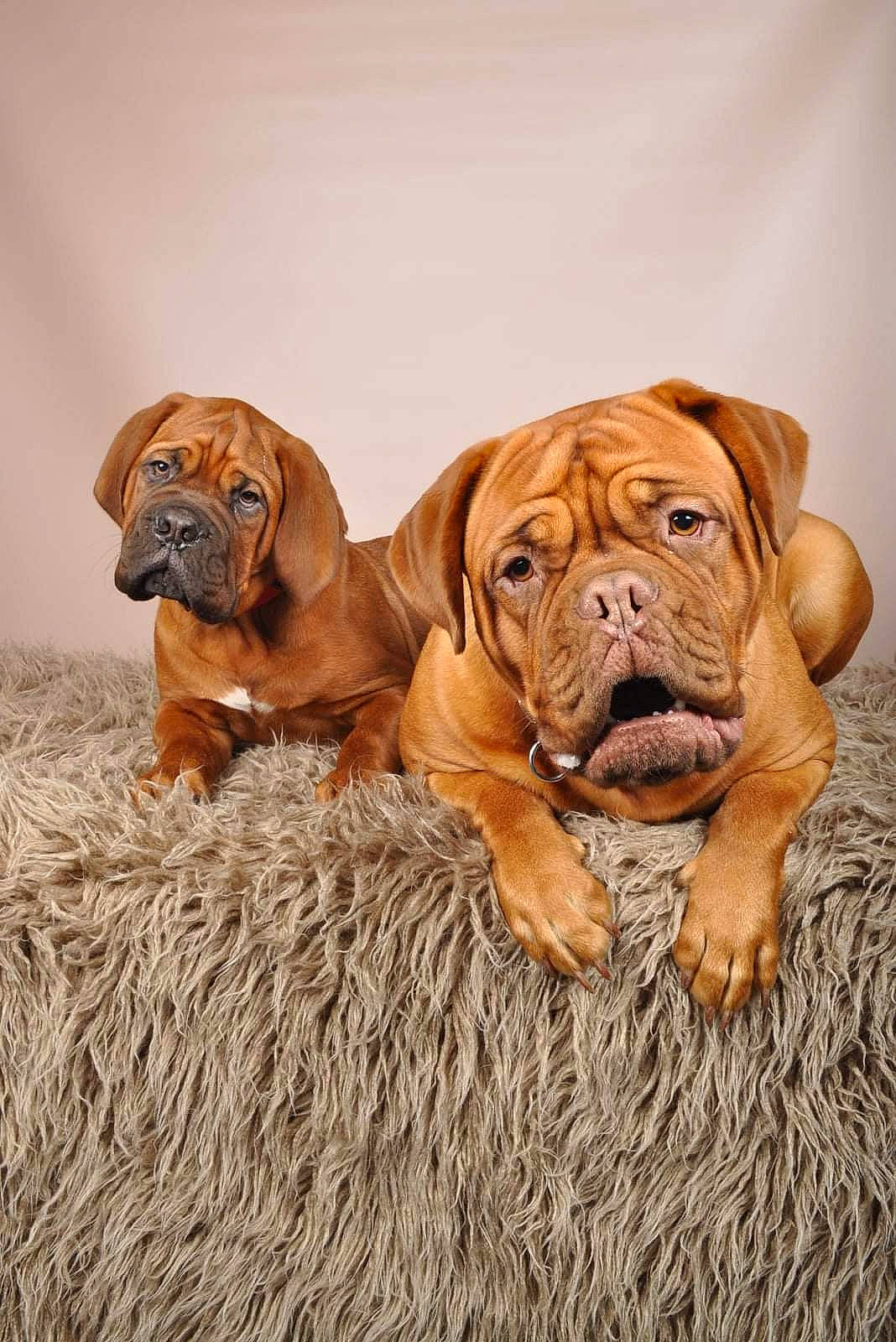 Hadès participe au concours pour gagner de l'argent avec cette photo : boerboel, bullmastiff, canidae, carnivore, companion_dog, dog, dog_breed, dogue_de_bordeaux, english_mastiff, korean_mastiff, mammal, molosser, ori_pei, rare_breed_dog, skin, snout, tosa, vertebrate, working_dog, wrinkle