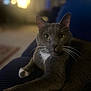 cat, gray_cat, white_paws, whiskers, indoor, pet, feline, close_up, relaxed, soft_light, blurred_background, cozy, couch, home, animal, domestic_cat, portrait, fur, resting, yellow_eyes