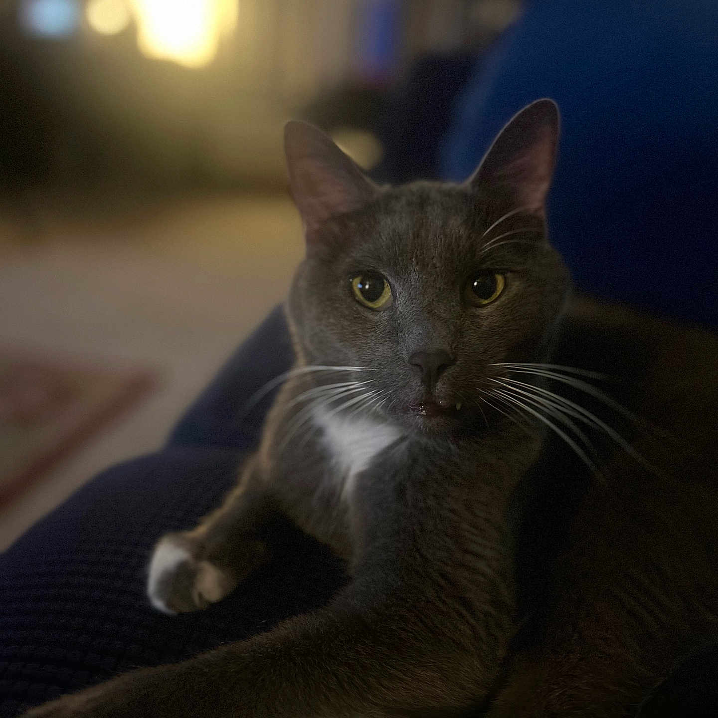 Blue is registered to the contest to win money with this photo: animal, blurred_background, cat, close_up, couch, cozy, domestic_cat, feline, fur, gray_cat, home, indoor, pet, portrait, relaxed, resting, soft_light, whiskers, white_paws, yellow_eyes