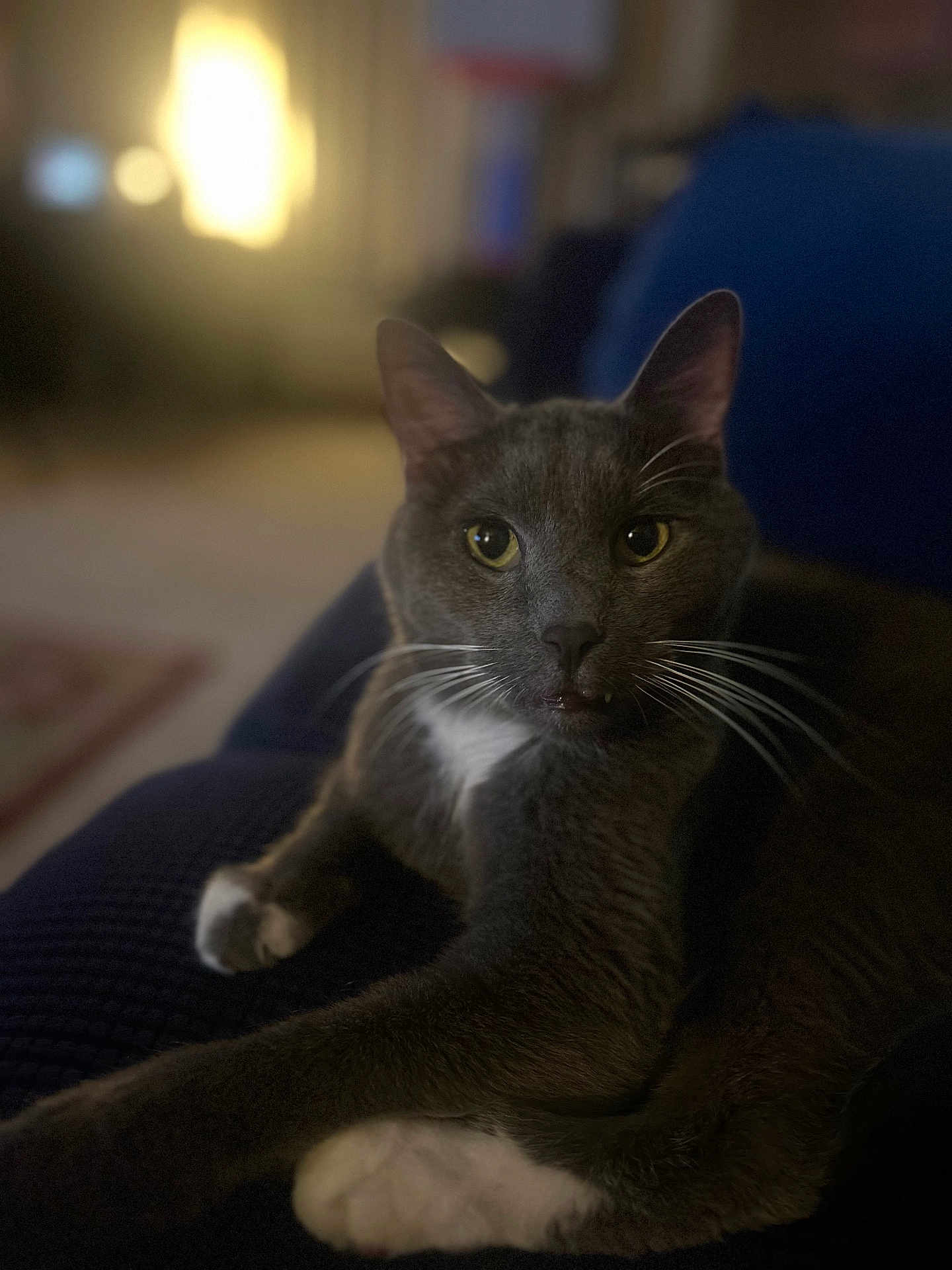 Blue is registered to the contest to win money with this photo: cat, gray_cat, white_paws, whiskers, indoor, pet, feline, close_up, relaxed, soft_light, blurred_background, cozy, couch, home, animal, domestic_cat, portrait, fur, resting, yellow_eyes
