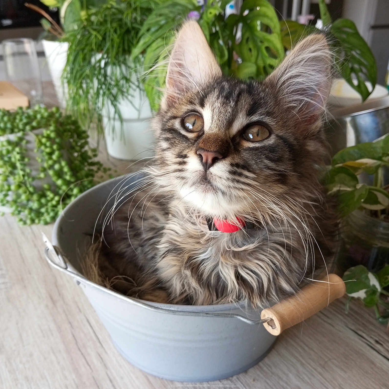 Raya participe au concours pour gagner de l'argent avec cette photo : animal, bowl, bucket, cat, cookware, hardwood, herbal, herbs, jar, kitten, leaf, manx, pet, plant, planter, pot, pottedplant, pottery, vase, wood
