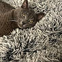 cat, gray_cat, fluffy_blanket, texture, relaxed, indoor, pet, animal, fur, cozy, soft, laying_down, closeup, whiskers, ears, golden_eyes, comfort, resting, home, feline