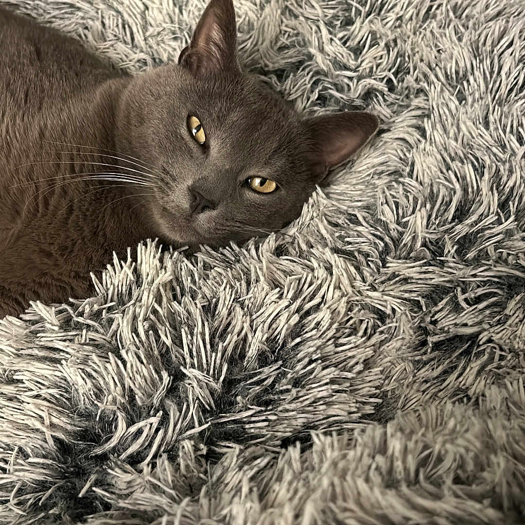 Isco participe au concours pour gagner de l'argent avec cette photo : animal, cat, closeup, comfort, cozy, ears, feline, fluffy_blanket, fur, golden_eyes, gray_cat, home, indoor, laying_down, pet, relaxed, resting, soft, texture, whiskers
