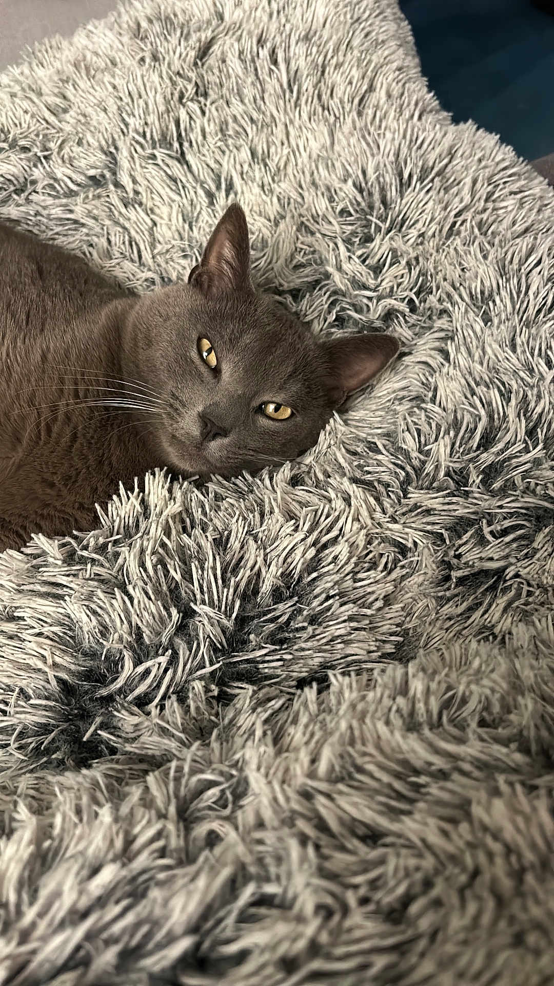 Isco participe au concours pour gagner de l'argent avec cette photo : cat, gray_cat, fluffy_blanket, texture, relaxed, indoor, pet, animal, fur, cozy, soft, laying_down, closeup, whiskers, ears, golden_eyes, comfort, resting, home, feline