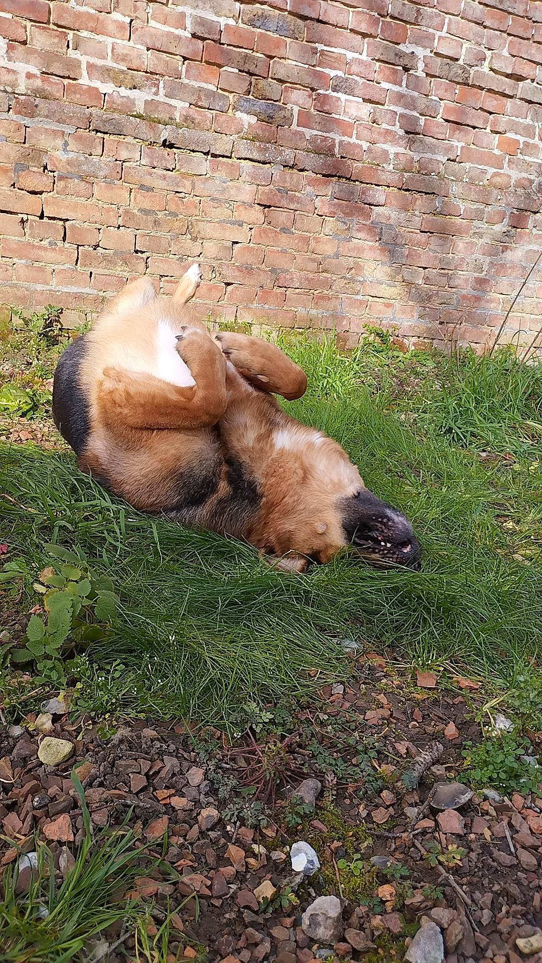 Juju participe au concours pour gagner de l'argent avec cette photo : canidae, carnivore, companion_dog, dog, dog_breed, fawn, felidae, fur, grass, groundcover, liver, plant, small_to_medium_sized_cats, snout, sporting_group, tail, terrestrial_animal, watch, whiskers, wood